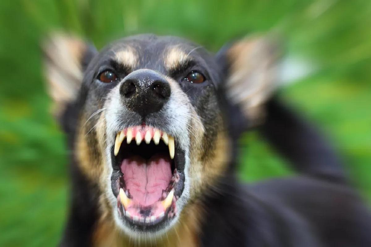 В Волгограде выявили очаг бешенства