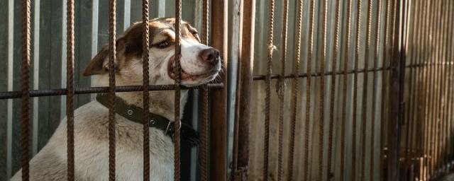 В Сургуте потратят на бездомных собак более 37 млн рублей