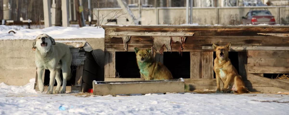 Чита потратит 20 миллионов рублей на отлов и содержание собак