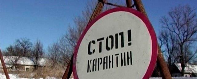 В Челябинске ввели карантин по бешенству