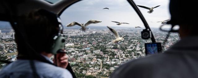 Рейс из Омска в Москву задержали на 6 часов из-за столкновения лайнера с птицей