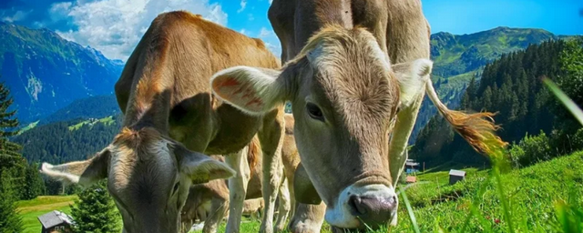 Производители молока обеспокоены новым законодательством о парниковых выбросах