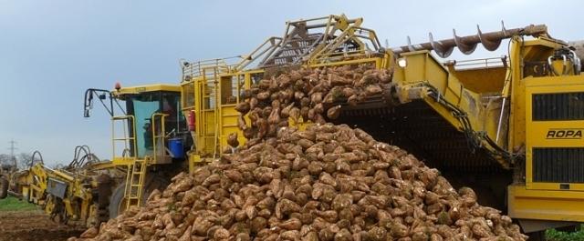 В Татарстане аграрии собрали 1 млн тонн сахарной свеклы