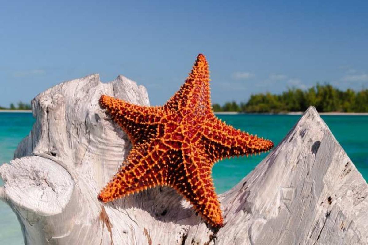 Стало известно, сколько будет стоить отдохнуть на Кубе в этом году