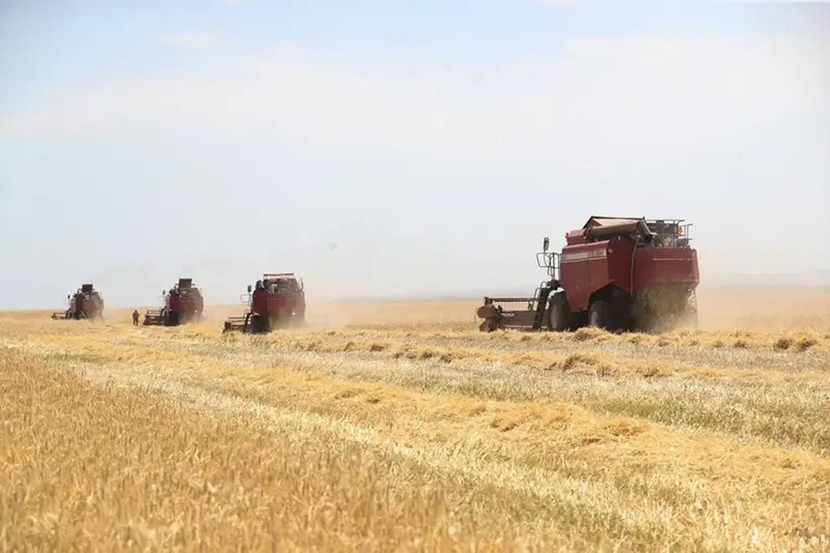 Аграрии Ставрополья отправили первые партии зерна нового урожая на экспорт