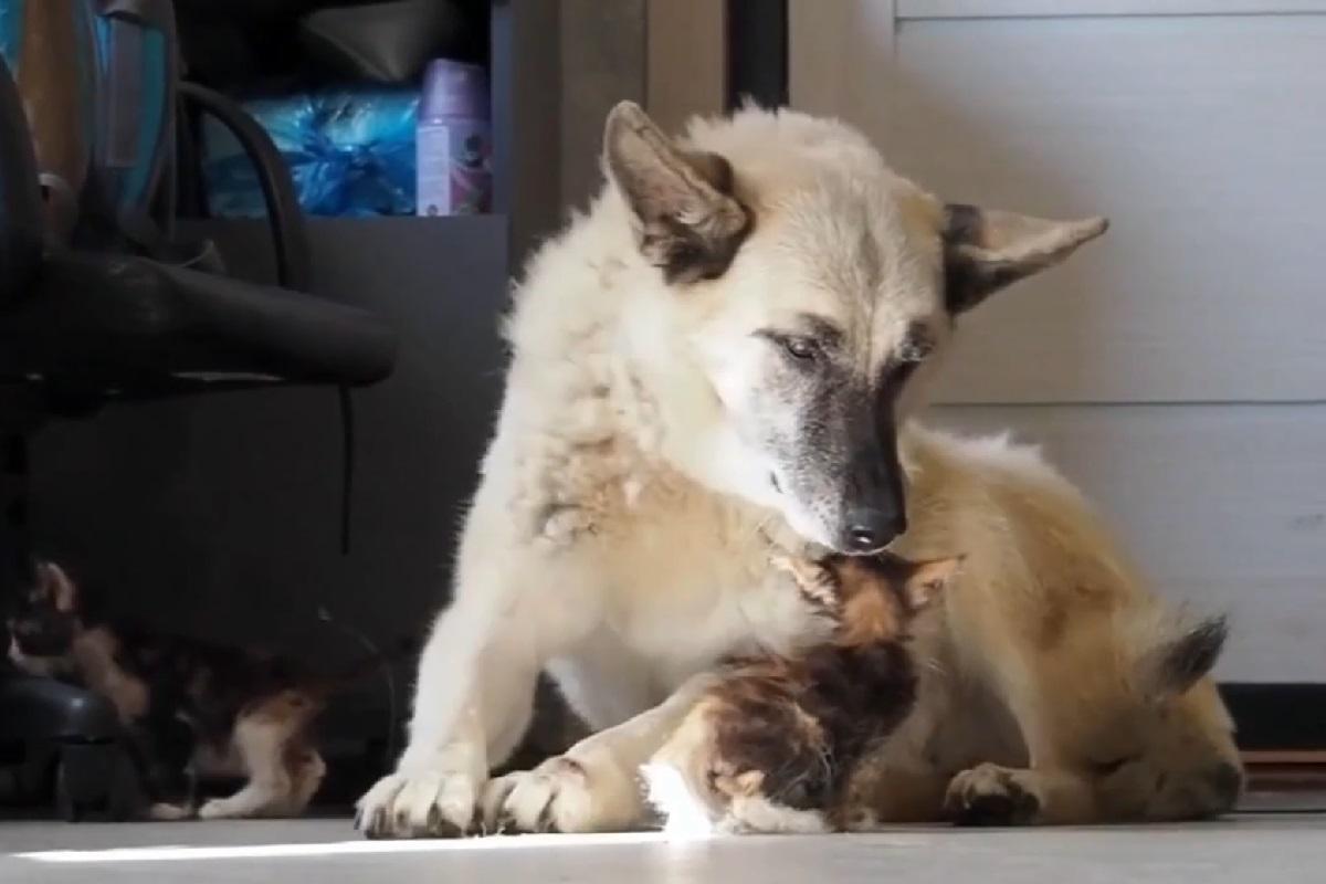 Собака Ёжка из Нижнего Новгорода стала олицетворением настоящей заботы и ласки