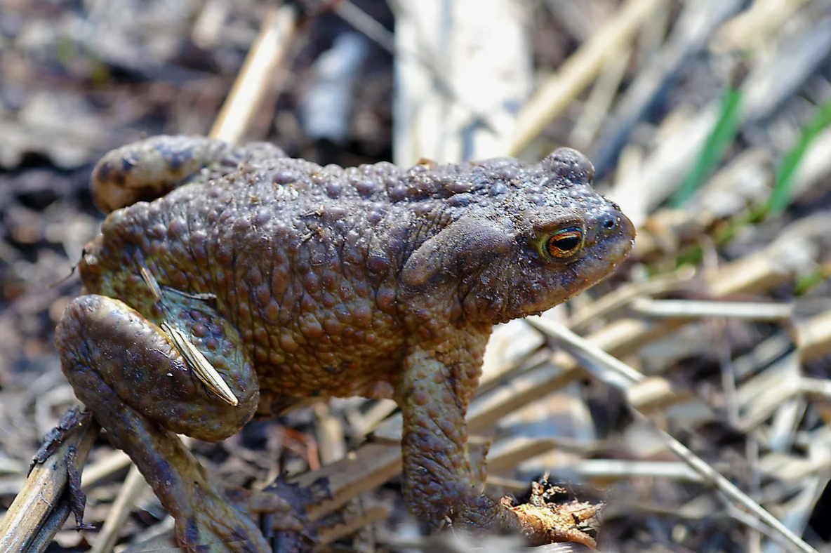 Volunteers moved more than 17.5 thousand gray toads in St. Petersburg