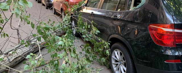 В Москве сильный ветер повалил 15 деревьев