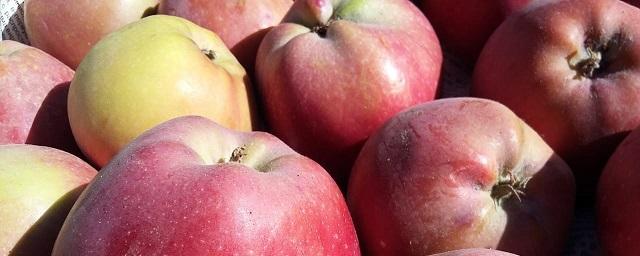 В Кабардино-Балкарии почти на 7 тысяч тонн увеличили мощности плодохранилищ