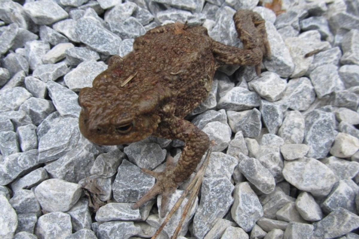 В нацпарке «Таганай» Челябинской области просят не наступать на жаб