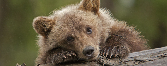 В Узбекистан из Самарской области едва не увезли четверых бурых медвежат