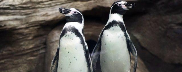 Жители Приморья смогут увидеть пингвинов Гумбольдта в океанариуме
