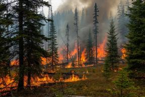 Огненный рубеж: Биробиджан опоясали 20-километровой защитной лентой от природных пожаров