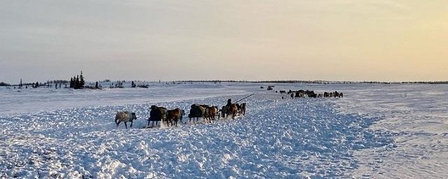 В Ненецком АО за 108 млн рублей создадут производственные базы и мастерскую по обработке шкур оленя