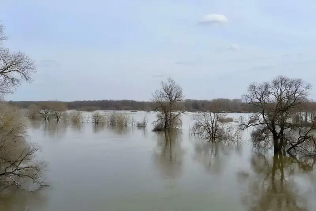 В Кургане река Тобол быстро поднялась: что произошло и как реагировали власти