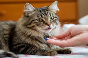 Ветеринар назвала симптомы отравления кошек комнатными растениями