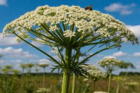 В российских лесах объявлена война растениям-захватчикам