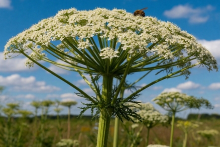 В российских лесах объявлена война растениям-захватчикам