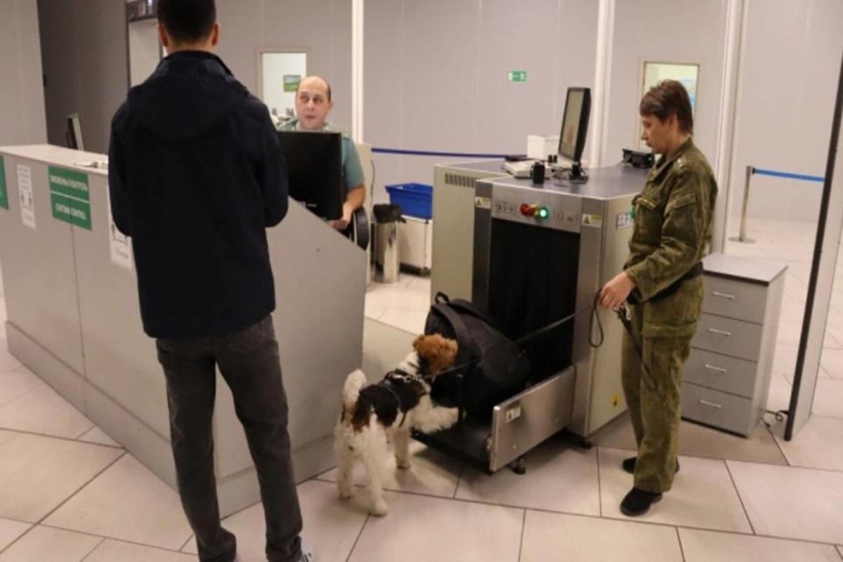 В новосибирском аэропорту собака Бьерн не дала мигранту нелегально вывезти за рубеж крупную сумму