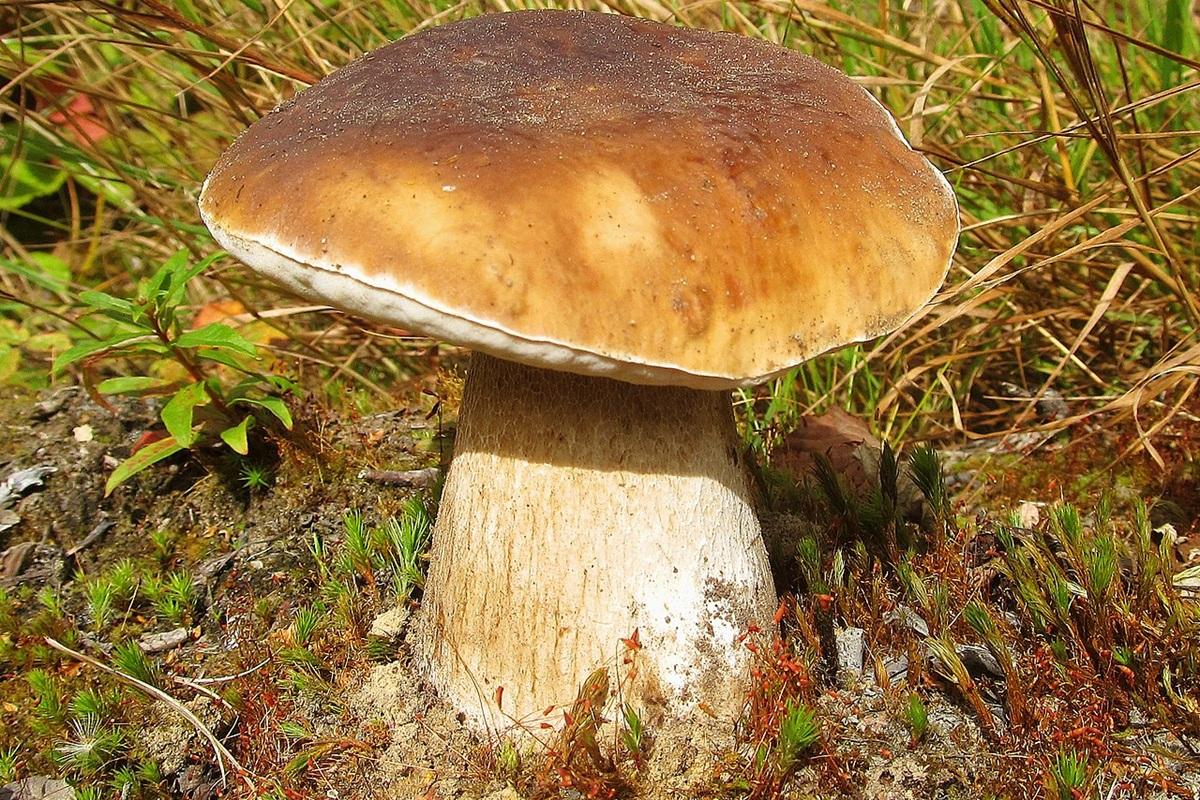 Сезон «тихой охоты» открыт: первые белые грибы пошли в Пензенской области