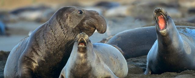 Популяция морских слонов может быть подорвана из-за скудного питания самок