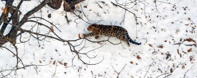В Приморье на территории нацпарка заметили новых тигра и леопарда