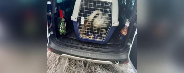 В Воронеж приехали дикие животные из закрытого мини-зоопарка в Курской области