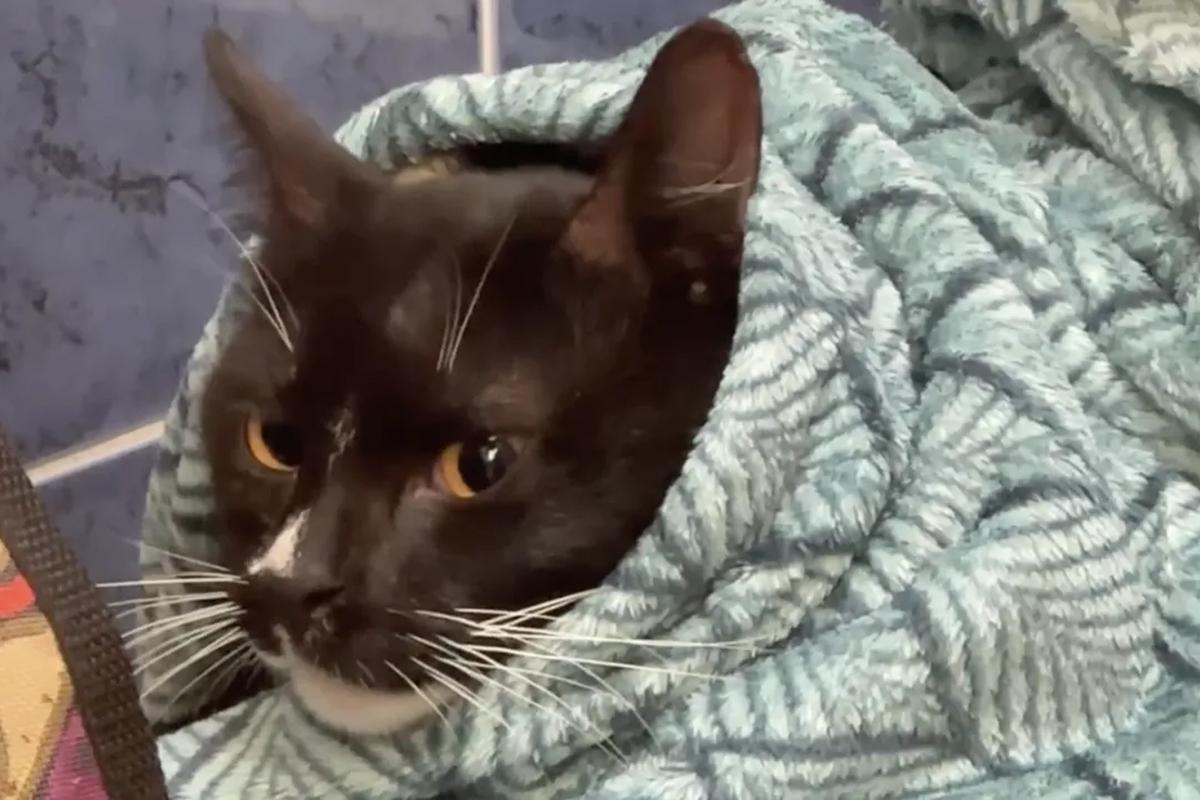 Спасенный на Фонтанке кот Орфей проходит лечение от стресса и травм