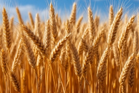 Лут: Россия сохранит мировое лидерство по экспорту пшеницы