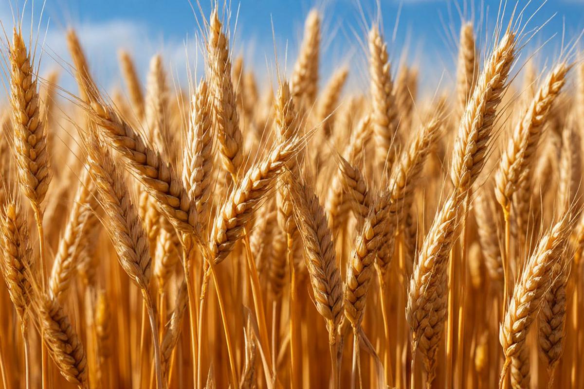Лут: Россия сохранит мировое лидерство по экспорту пшеницы
