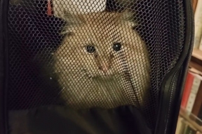 В Петербурге «героем дня» стал кот, прятавшийся в дымоходе две недели