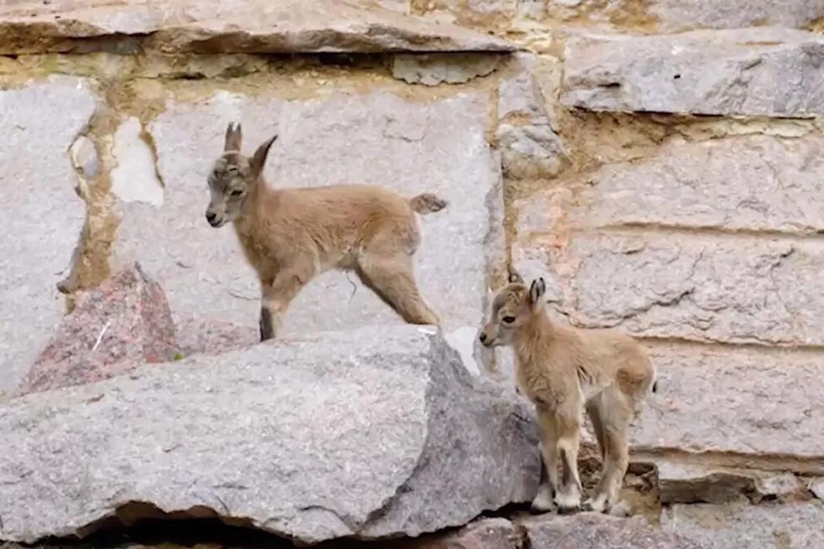 Все шесть самок принесли потомство: в Московском зоопарке родились девять туров