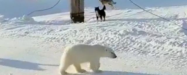 На Чукотке собаки прогнали белого медведя из села Уэлен