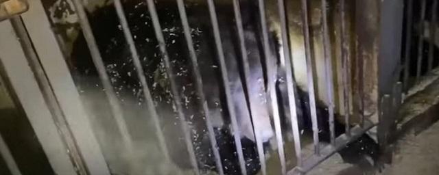 Изможденных медведей в клетках нашли в заброшенном здании на окраине Новосибирска