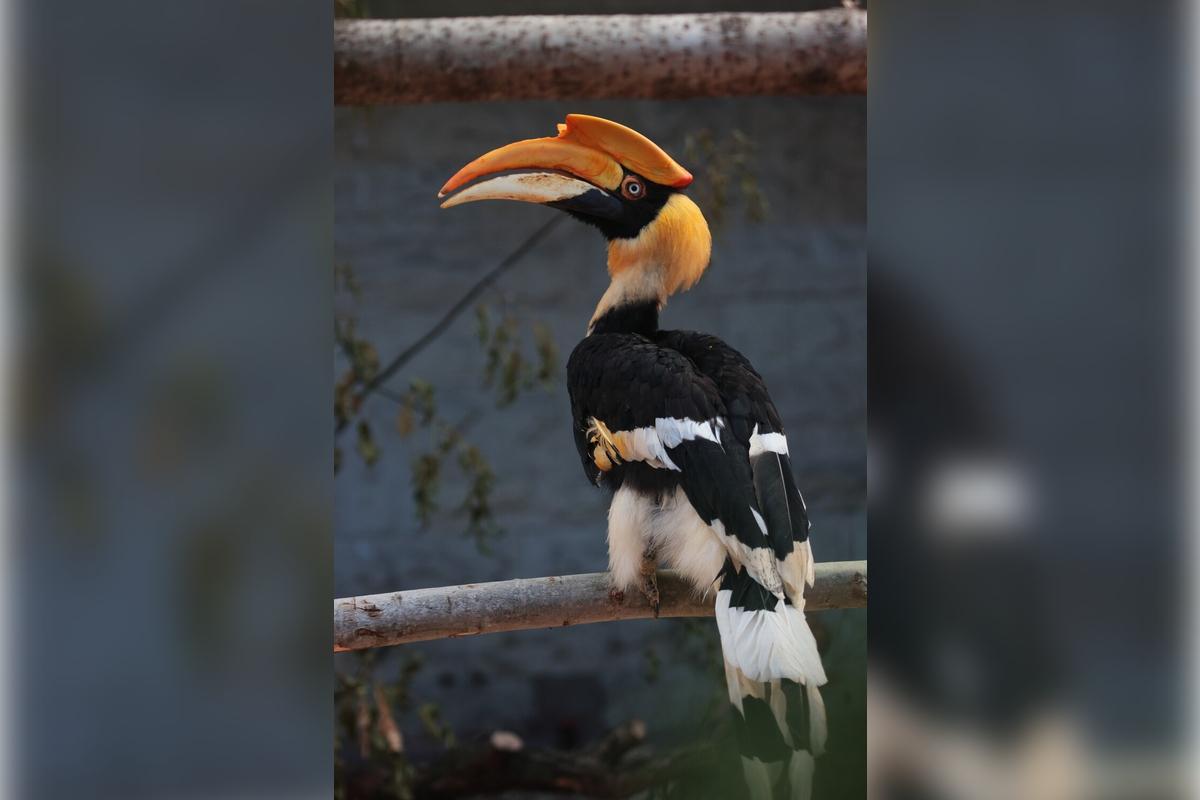 Большая редкая птица улетела из Ленинградского зоопарка