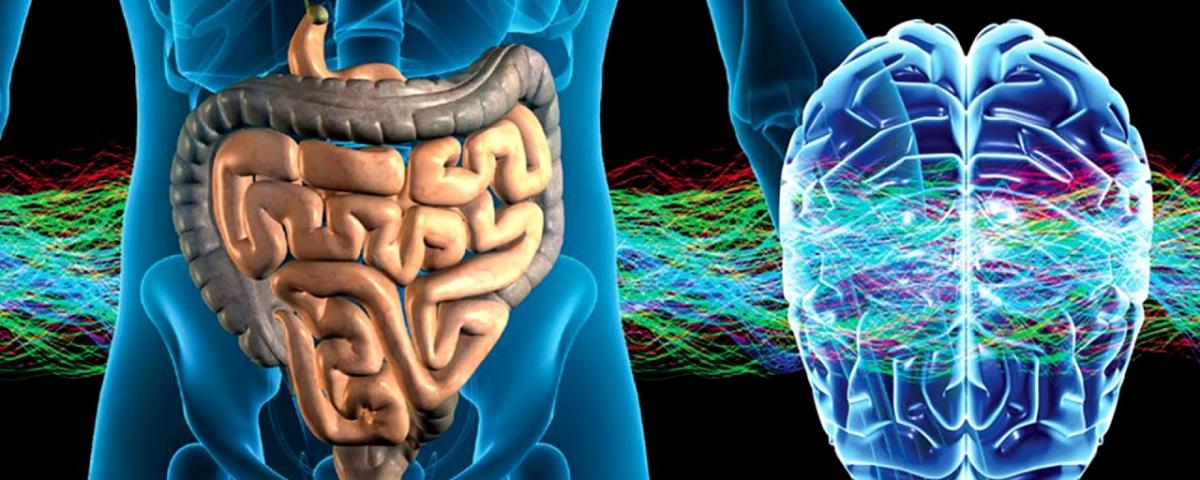 Ученые: С помощью нейронной цепи желудок и кишечник «общаются» с мозгом