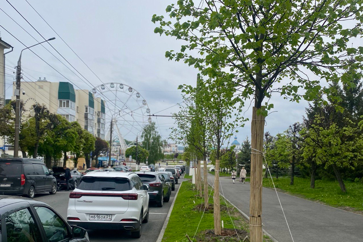 Глава Владимир Доброхотов: В Чебоксарах в 2025 году высадят 380 деревьев и 3,6 тысячи кустарников