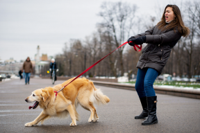 Названа доля россиян, которая не любит выгуливать собак