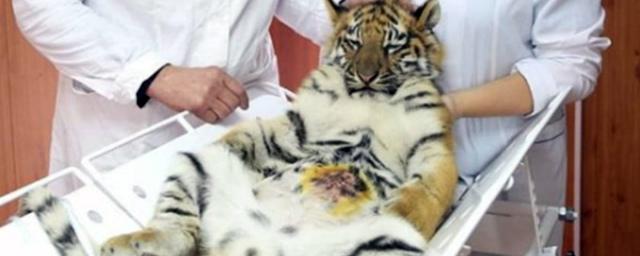 В барнаульском зоопарке успешно прооперировали тигренка