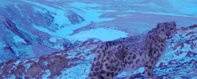 В Сайгюлеме ученые встретили сразу двоих снежных барсов