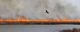 В Алтайском крае растёт число природных пожаров