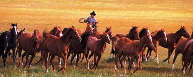 В Туве осудили двоих скотокрадов