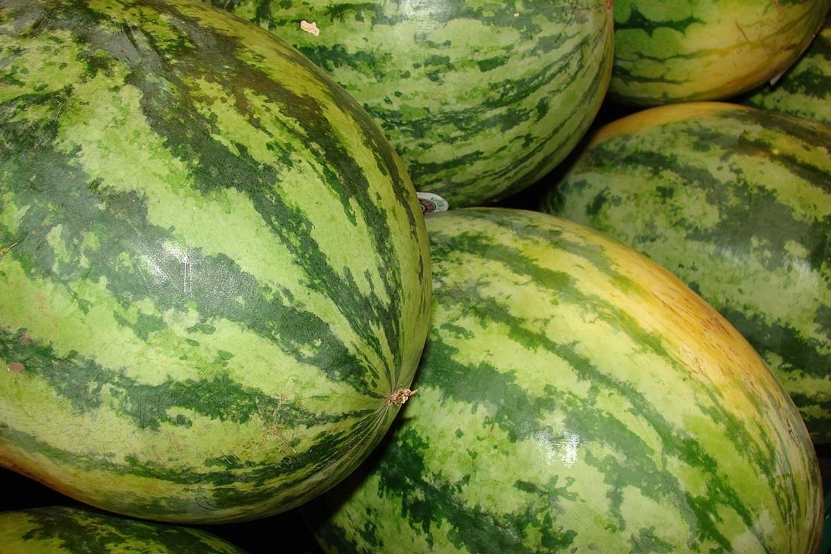 Когда в 2025 году можно безопасно покупать арбузы