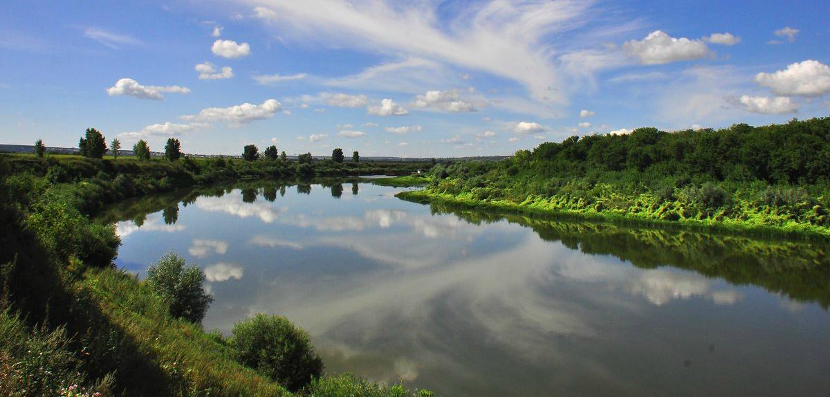 Под Воронежем выявили массовую гибель рыбы из Красной книги