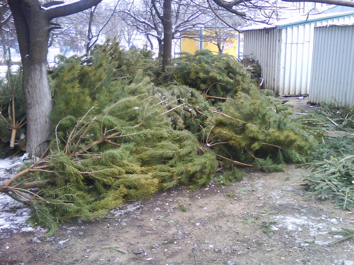 В Коврове обнаружили свалку выброшенных елок