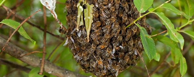 Ученые объяснили, зачем пчелы формируют комок