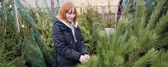 В Кирове к 20 декабря откроются 10 елочных базаров