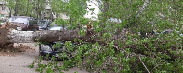 В Нижегородской области ураган повалил десятки деревьев