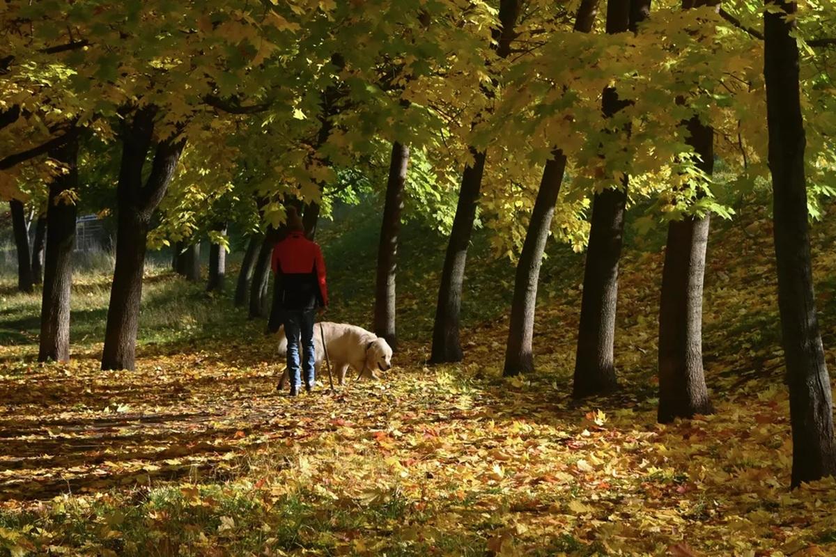 В Новосибирской области ввели дифференцированный подход к уборке листвы