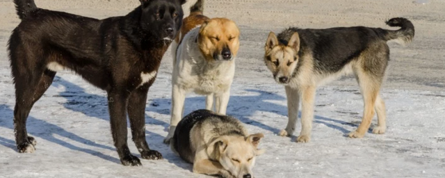 В Новосибирске на 30% выросло количество жалоб на бродячих собак